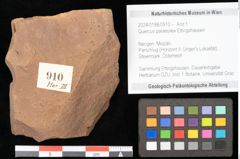 Foto (Objekt + Etikett) von Quercus palaeoilex Ettingshausen (NHMW-GEO-2024-0188-0910)